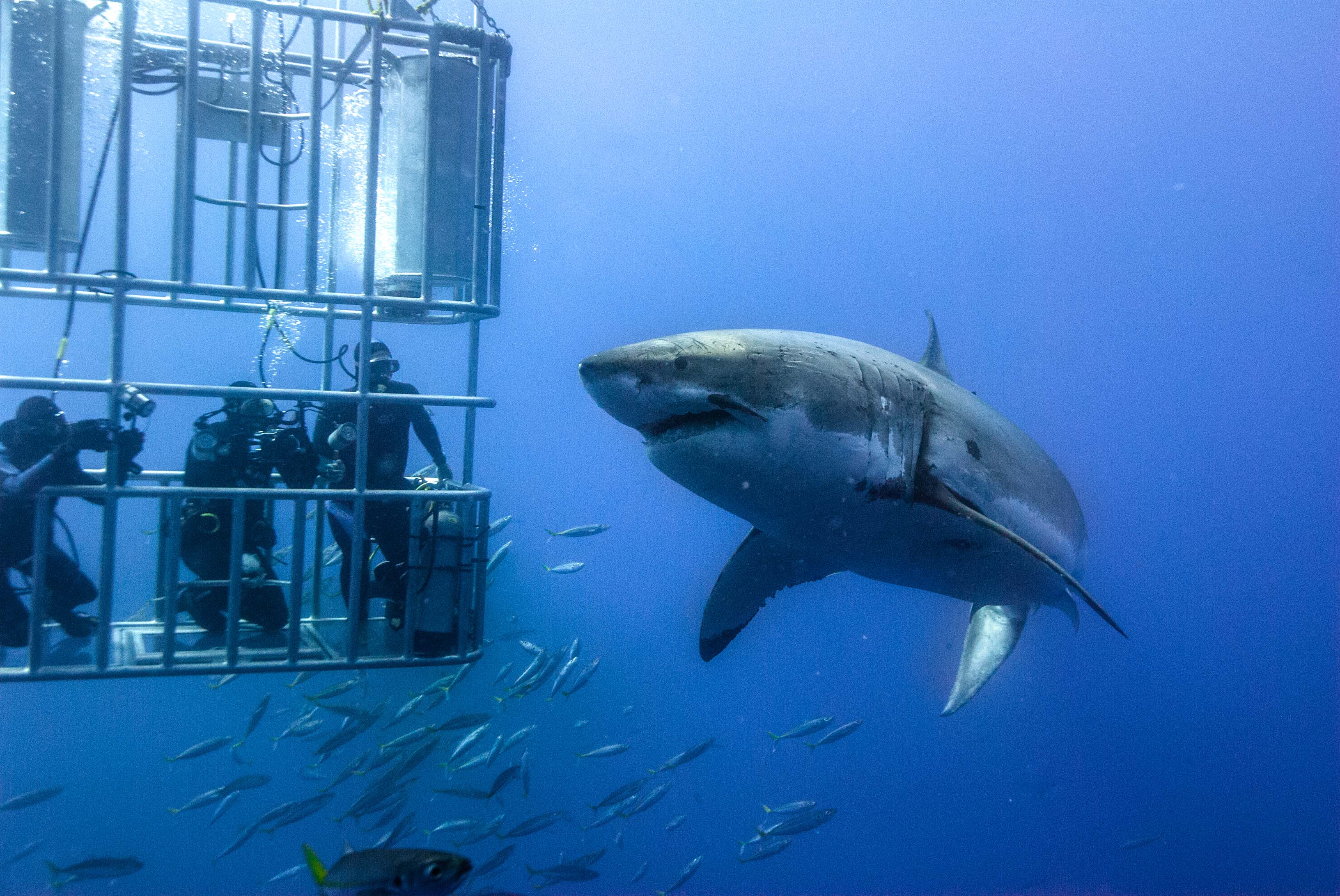 Ultineraly Depending to the Client Like Overland, Shark Cage, Bunky Jamp etc... (excluding park fees)