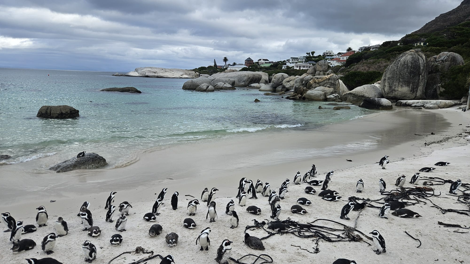 Table mountain, Africa penguins Including Wine Tasting & Penguins park fees excluding table mountain tickets