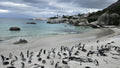 Table mountain, Africa penguins Including Wine Tasting & Penguins park fees excluding table mountain tickets