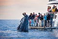 Ultimate Coastal Tour: Hotel Pickup, Penguins, Whale Watching & Cape Agulhas