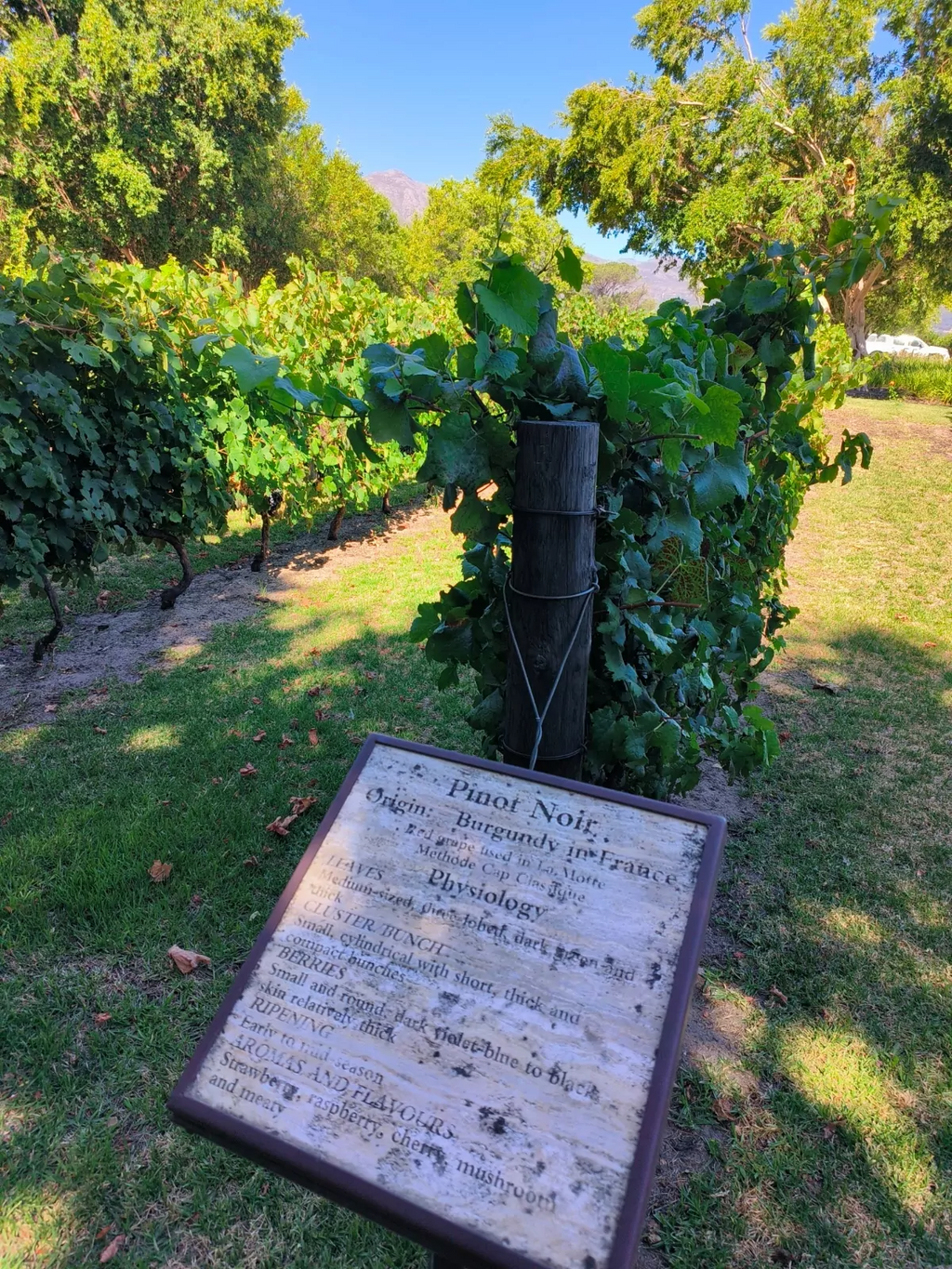 Private wine testing Per Person includes 16 Glasses of wine tasting with Cheese and Lunch