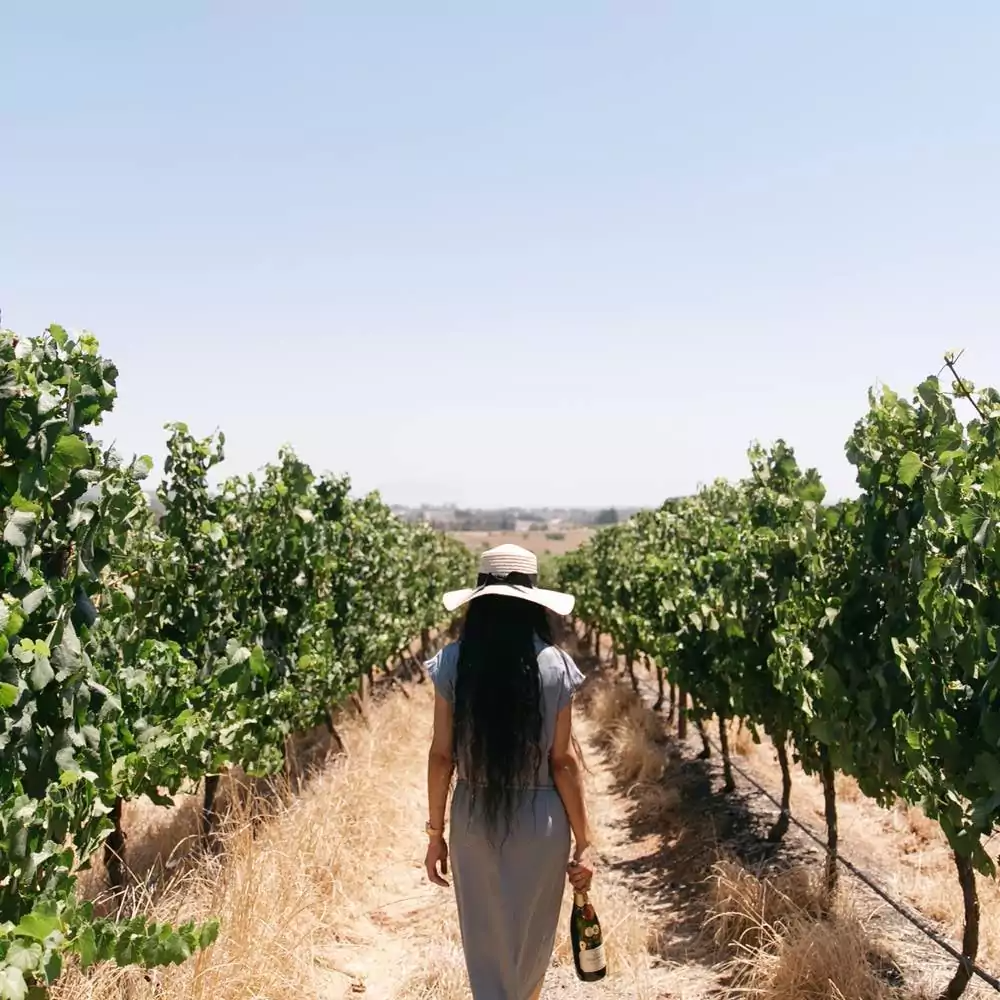 Private wine testing Per Person includes 16 Glasses of wine tasting with Cheese and Lunch