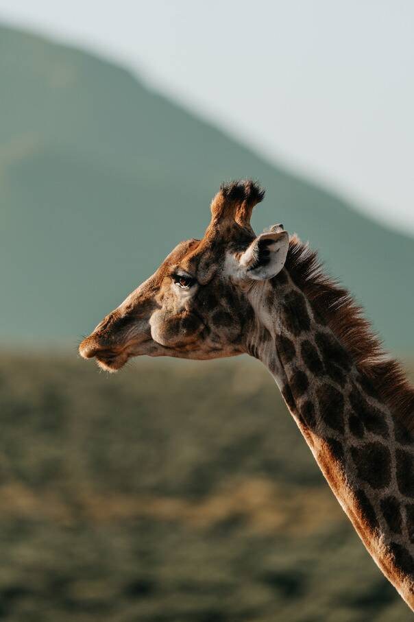 Aquila Private Games Reserve Safari including wine tasting with free lunch and return transportation
