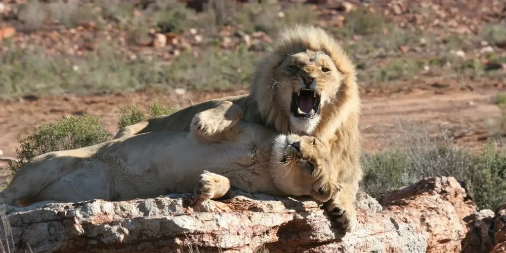 Aquila Game Reserves including wine testing with cheese and lunch