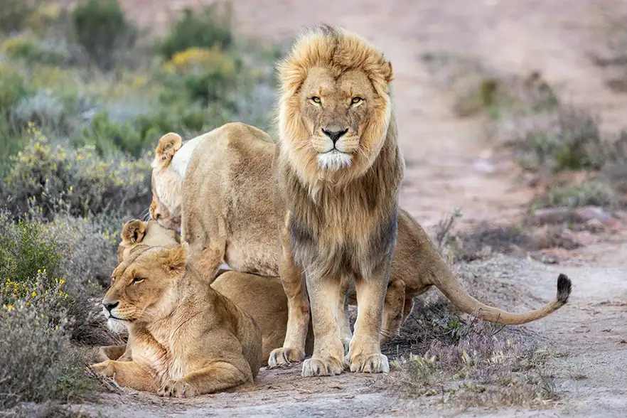 Aquila Game Reserves including wine testing with cheese and lunch