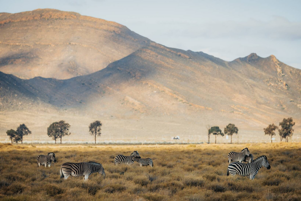 Aquila Private Games Reserve Safari including wine tasting with free lunch and return transportation